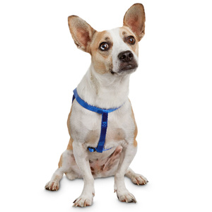 Good2Go Arnés Confort Ajuste Americano Color Azul para Perro, Chico Good2Go Arnés Confort Ajuste Americano Color Azul para Perro, Chico