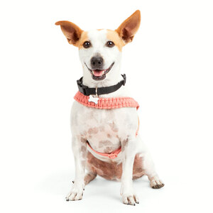 Youly Arnés de Cuerda Trenzada Color Cobre Ajuste Romano para Perros, Chico Youly Arnés de Cuerda Trenzada Color Cobre Ajuste Romano para Perros, Chico